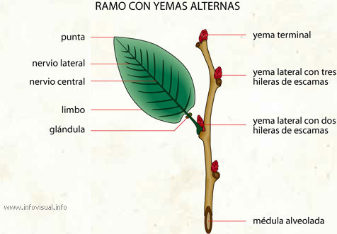 Ramo con yemas alternas (Diccionario visual)